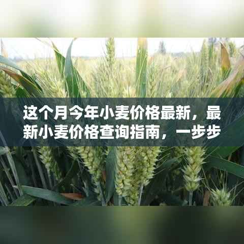最新小麦价格查询指南,教你如何获取本月今年小麦价格信息