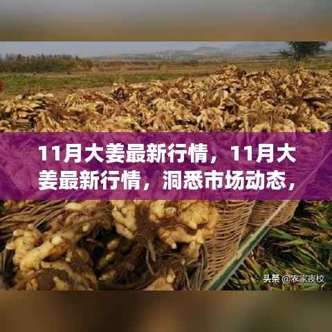 揭秘11月大姜最新行情,市场动态与价格走势一网打尽