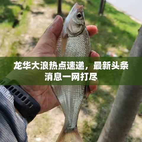 龙华大浪热点速递,最新头条消息一网打尽