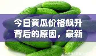 今日黄瓜价格飙升背后的原因,最新消息全面解析