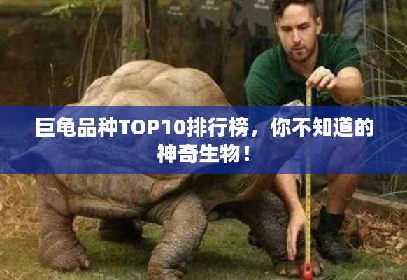 巨龟品种TOP10排行榜,你不知道的神奇生物!
